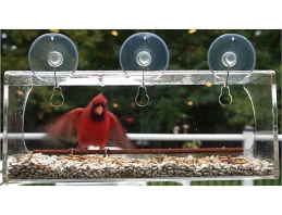cardinal lands at window feeder